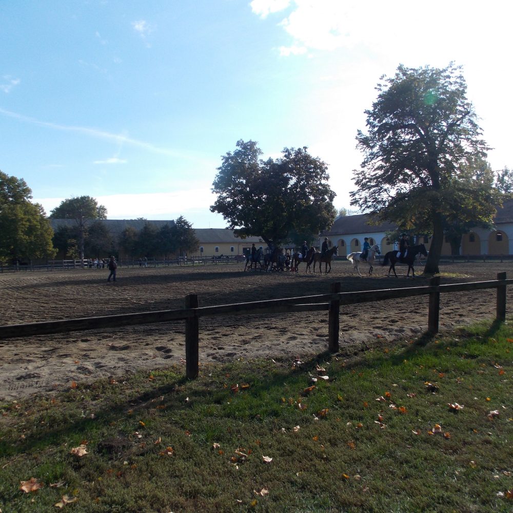 Szakmai nap, lovasbemutató